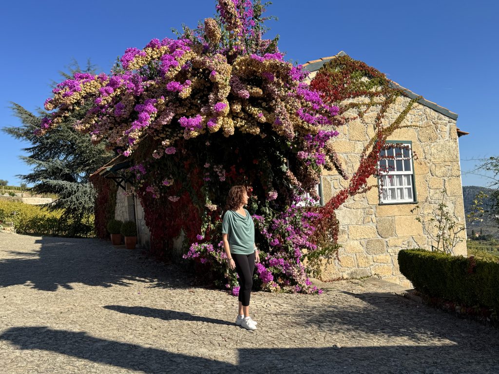 img vineyardpurpletreeprofile